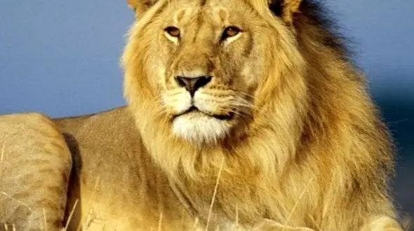 دو شکار مختلف توسط سلطان جنگل 