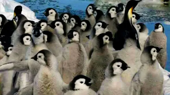 شیرجه شجاعانه جوجه پنگوئن ها تا دلبری گوریل