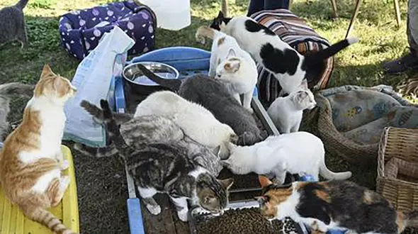 چینی‌ها سالانه 4 میلیون گربه می‌خورند (فیلم)