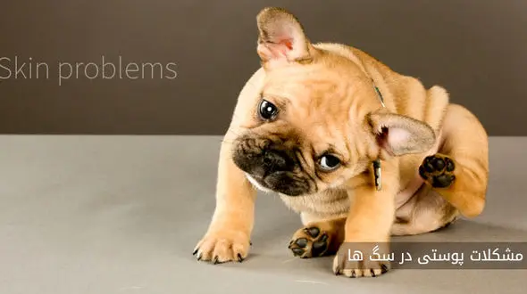 مشکلات پوستی در سگ ها