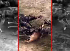 فیلم شکار آهو توسط سگ های وحشی و شیرها