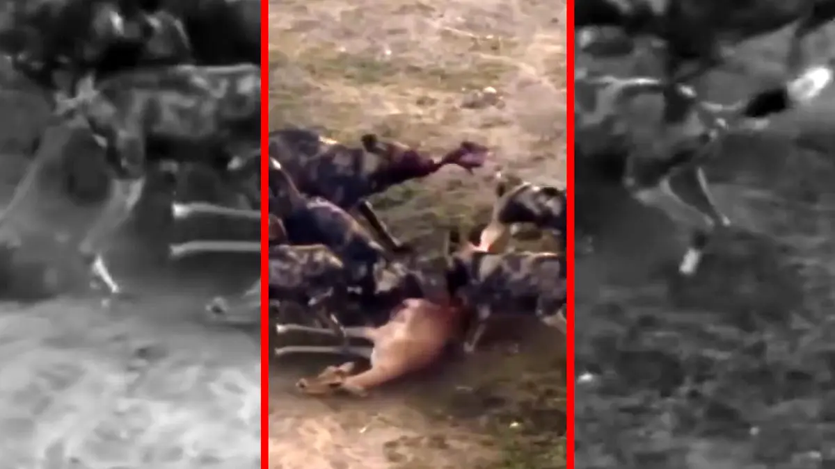 فیلم شکار آهو توسط سگ های وحشی و شیرها