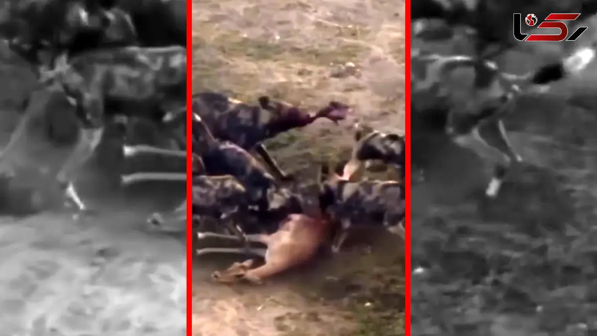 فیلم شکار آهو توسط سگ های وحشی و شیرها