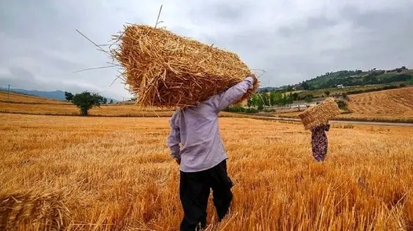 پیش بینی فائو از چشم انداز تولید غلات دنیا در سال 2023
