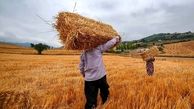 خرید  بیش از ۳ میلیون و ۸۰۰ هزارتن گندم در کشور