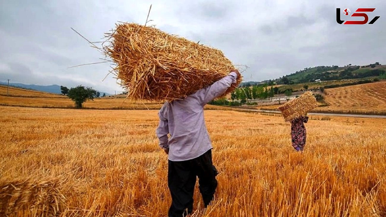 برداشت ۱۲۰ هزار تن گندم از مزارع شهرستان هشترود