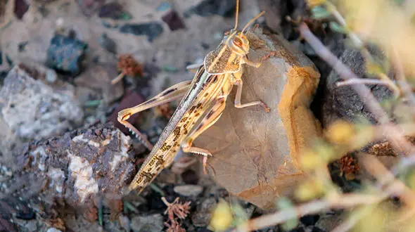 ملخ‌های مهاجم به نزدیکی یزد رسیدند !