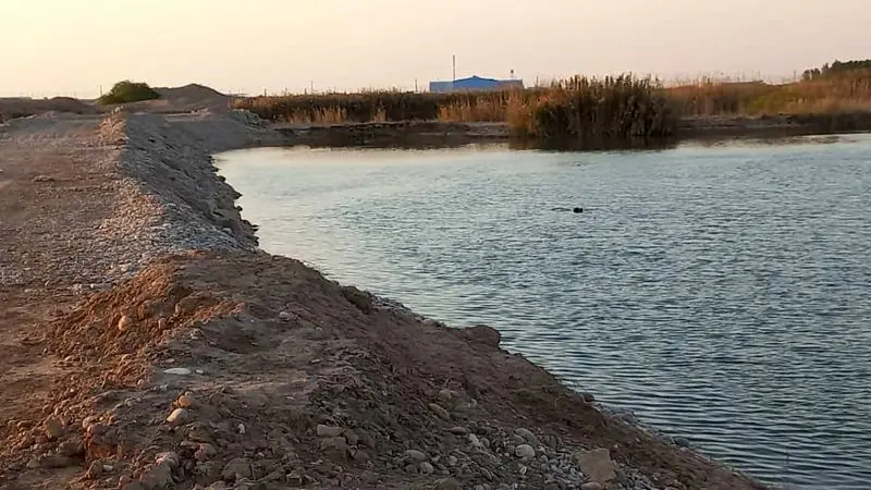 نخل های خوزستان آبادان و خرمشهر