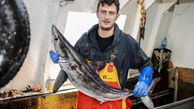 حمله کوسه سفید 2 متری به ماهیگیر جوان + عکس