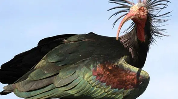 رازهای پرنده طاس باستانی که دوباره پرواز می‌ کند