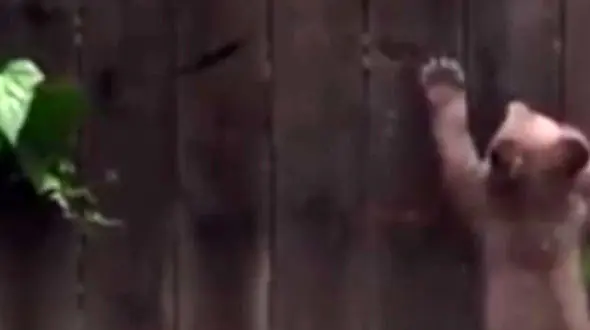 دردسرهای یک خرس و توله‌هایش +فیلم