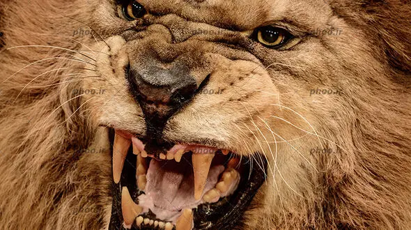 از قرش شبانه شیر ها تا لحظه زیبا از تولد جوجه پنگوئن 
