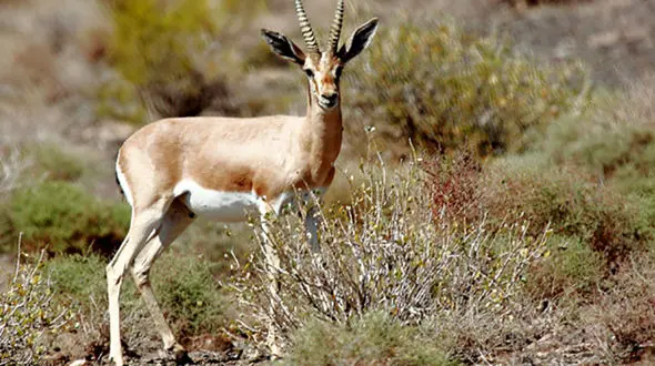 سرشماری آهوان در پناهگاه حیات وحش شیراحمد + فیلم 
