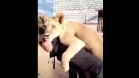 آخر و عاقبت نگهداری شیر به عنوان حیوان خانگی +فیلم