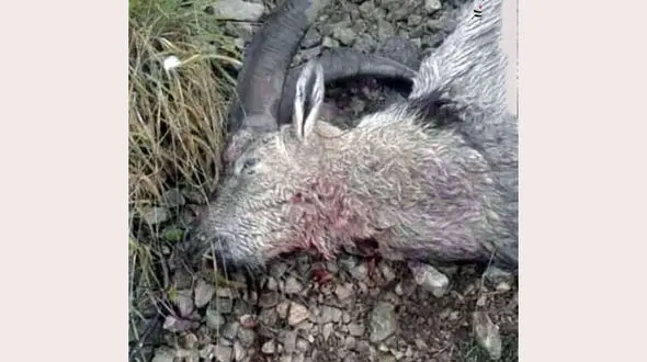 عکسی تکاندهنده از حیات وحش / بازداشت مرد بی رحم در سوادکوه