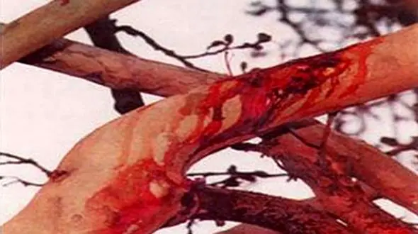 راز درخت خونبار زرآباد؛ سوگواری عاشورایی در سکوت طبیعت + عکس و فیلم