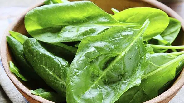 خواص چغندر برای پوست / درمان تاول پوستی با برگ چغندر