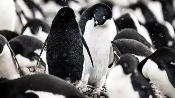 نقش مهم مدفوع پنگوئن‌ ها در حفظ زیست‌ بوم قطب جنوب