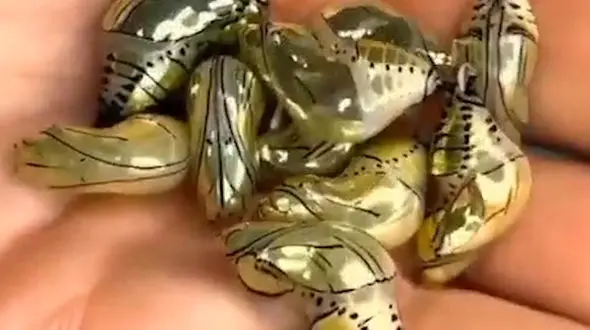 حدس بزنید این تصاویر چیست؟