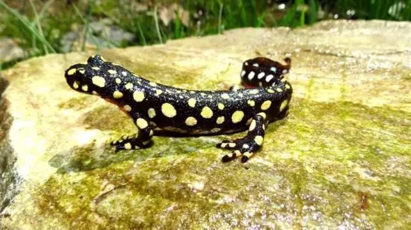 مشاهده نادرترین گونه سمندر آذربایجانی