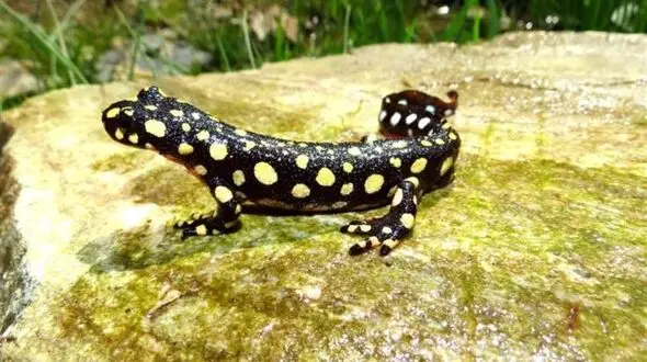مشاهده نادرترین گونه سمندر آذربایجانی