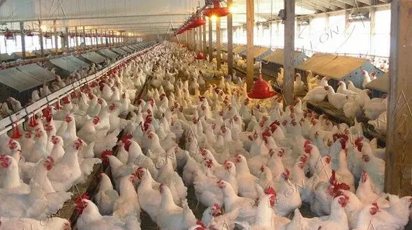 هشدار مهم به مرغداران: در برخی مناطق مراقب قطع گاز باشید 