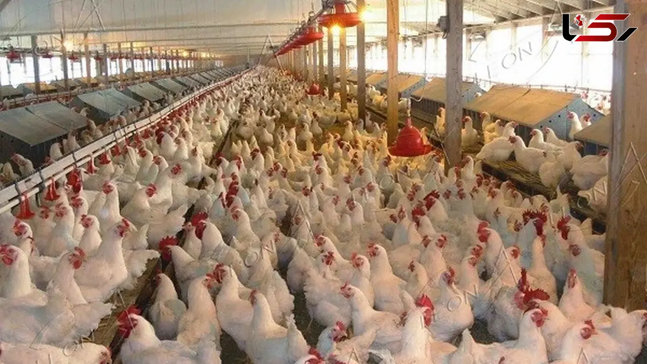 هشدار مهم به مرغداران: در برخی مناطق مراقب قطع گاز باشید 