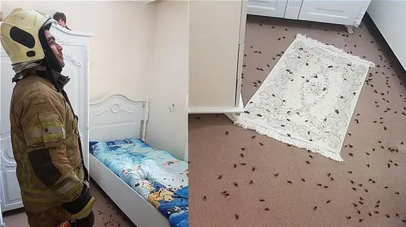 حمله زنبورها به خانه ای در منطقه عبدل آباد +تصاویر