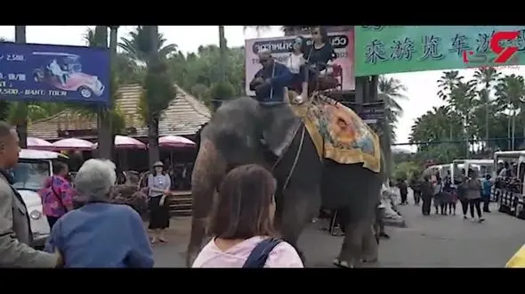 درآمدزایی از توریست ها به بهای حیوان آزاری! +فیلم 