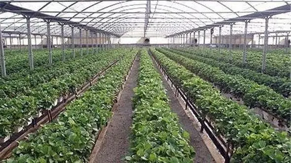 ممنوعیت کشت سبزی و صیفی در خارج از گلخانه