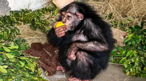 آخرین وضعیت شامپانره ایرانی در کنیا/ دامپزشک حیات وحش کنیا توضیح داد