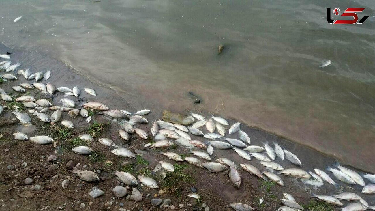 تلف‌شدن ماهیان رودخانه‌های لرستان به دلیل خشکسالی