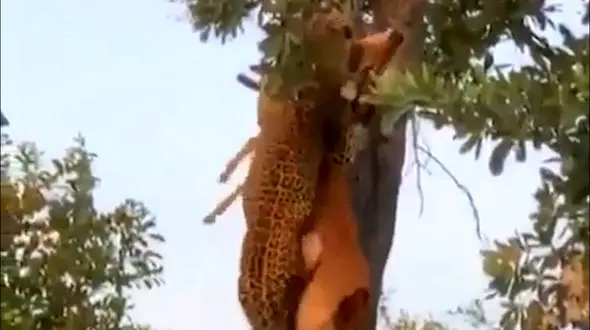 شکار آهو که بالای درخت رفت / فیلم