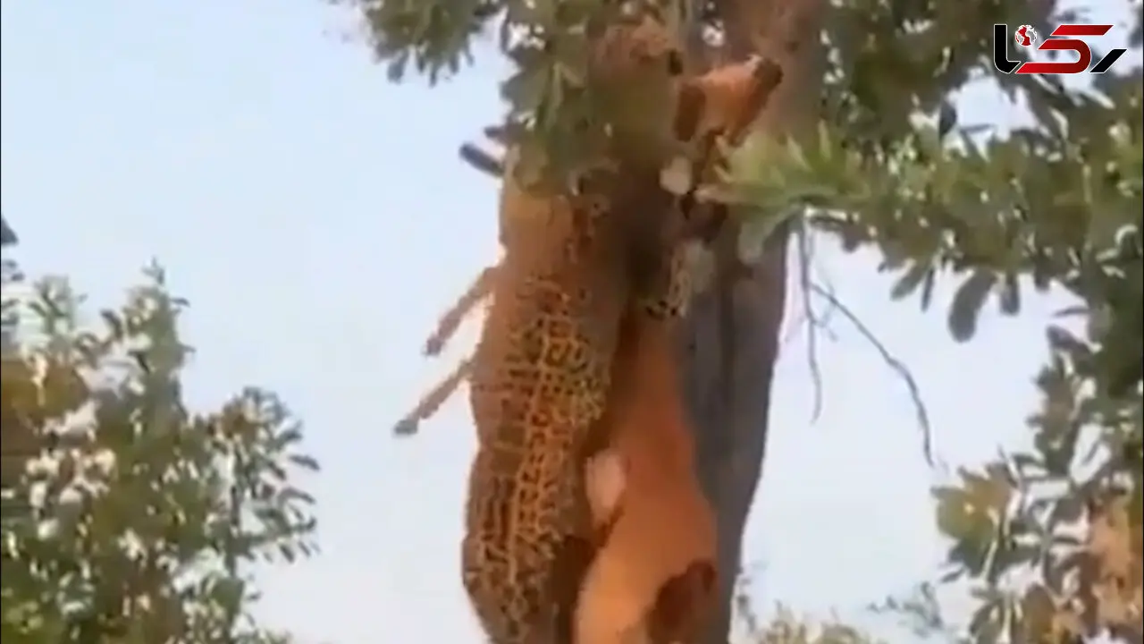 شکار آهو که بالای درخت رفت / فیلم