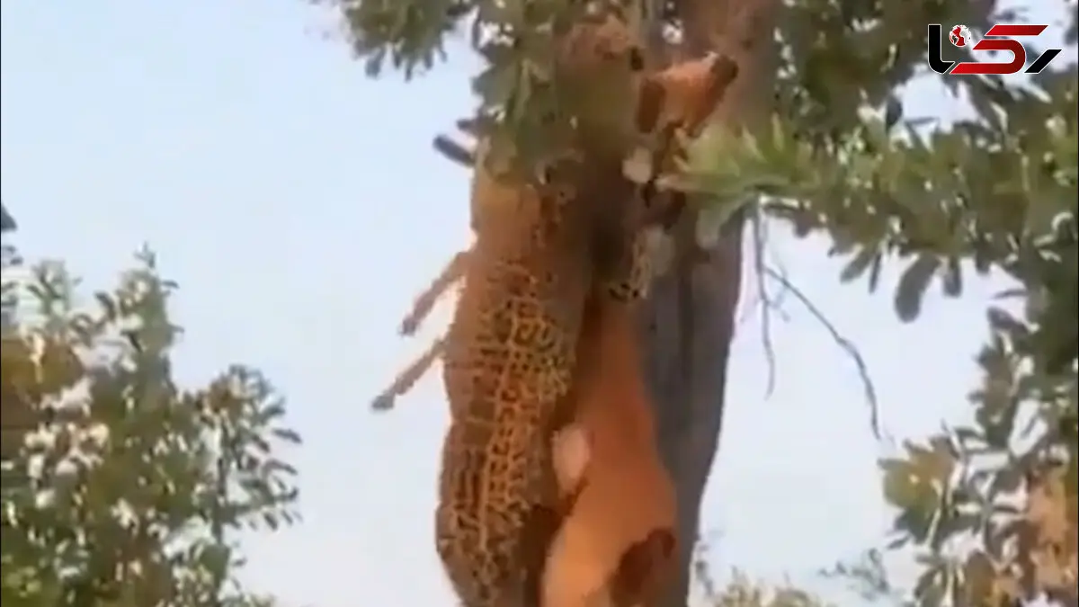 شکار آهو که بالای درخت رفت / فیلم