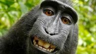 سلفی بازترین میمون دنیا+عکس