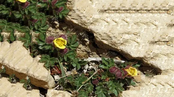 گونه جدیدی از گل سرخ در ایران کشف شد