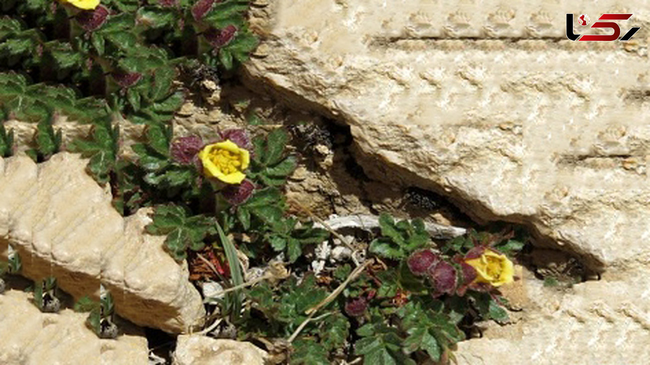 گونه جدیدی از گل سرخ در ایران کشف شد