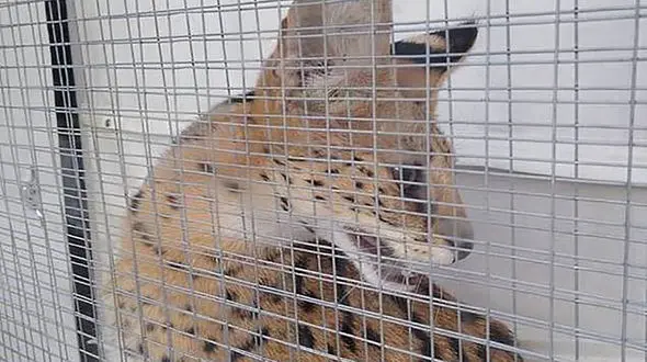 جریمه به خاطر نگهداری از گربه وحشی