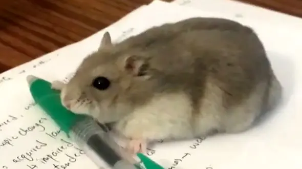 این همستر عاشق نوشتن است! / فیلم