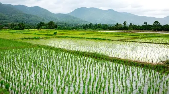  بررسی خطرات آرسنیک در برنج/ وضعیت میزان سمی بودن

