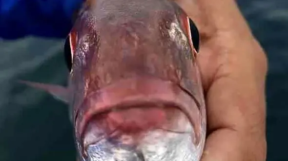 عکس موجودی عجیب و غریب که در دهان ماهی زندگی می کند !