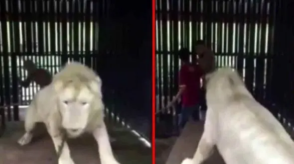 عاقبت سلفی انداختن با شیر وحشی + تصاویر