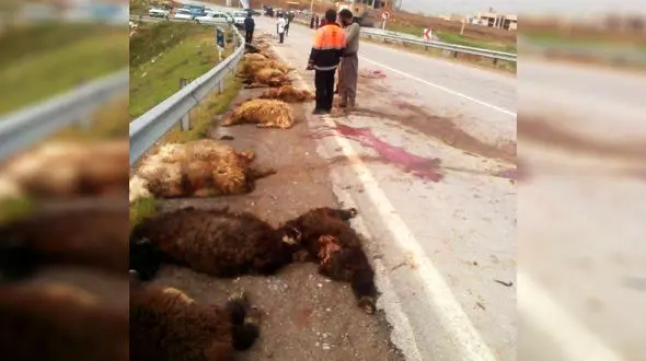 تریلی به گله بزرگ گوسفندان زد و32 گوسفند را تلف کرد + عکس