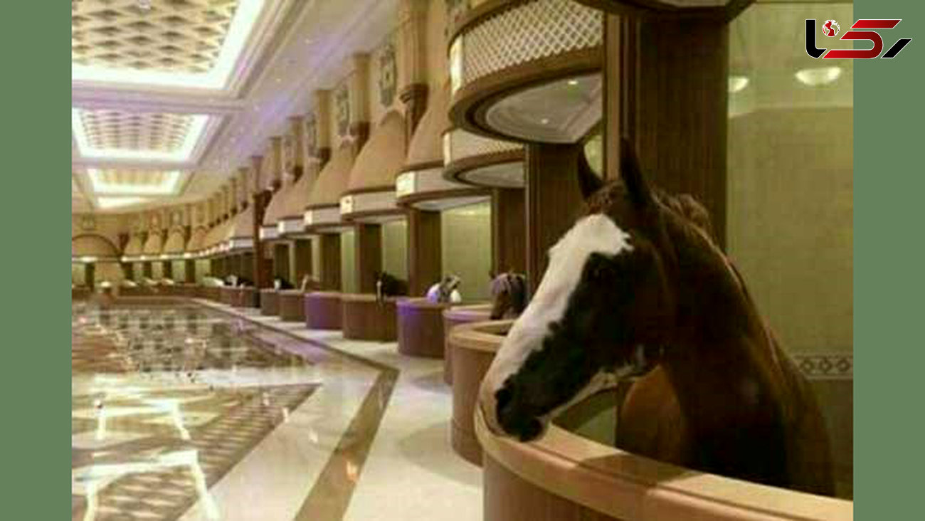 اقامت اسب های عرب در هتل لوکس +عکس