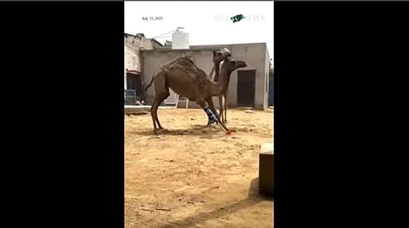 زندگی دوباره شتر پاکستانی با پای مصنوعی؛ پیشرفت شگفت‌ انگیز علم + فیلم