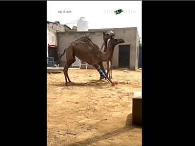 زندگی دوباره شتر پاکستانی با پای مصنوعی؛ پیشرفت شگفت‌ انگیز علم + فیلم