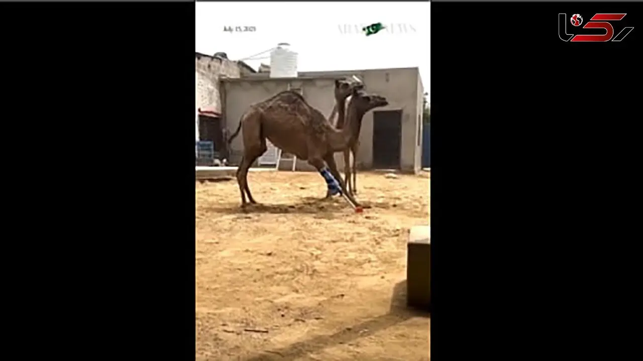 زندگی دوباره شتر پاکستانی با پای مصنوعی؛ پیشرفت شگفت‌ انگیز علم + فیلم