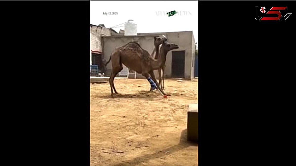 زندگی دوباره شتر پاکستانی با پای مصنوعی؛ پیشرفت شگفت انگیز علم + فیلم