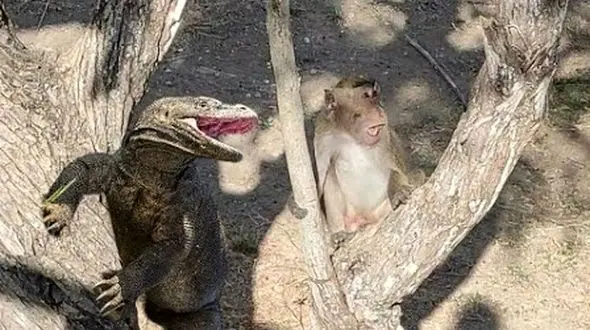میمون بیچاره از درخت افتاد و خوراک 3 اژدهای کومودو شد  + فیلم ناباورانه